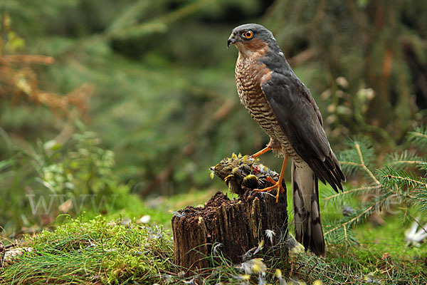 Sperber (Accipiter nisus)