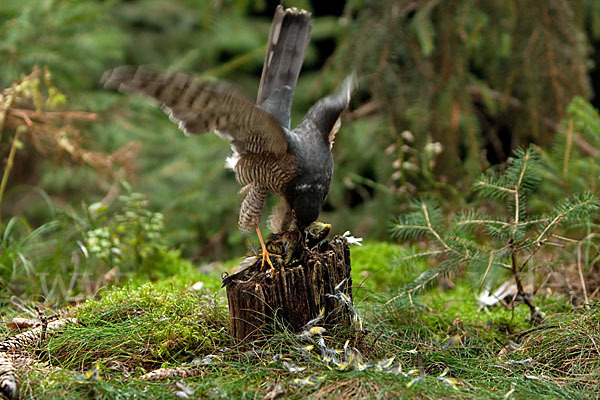 Sperber (Accipiter nisus)