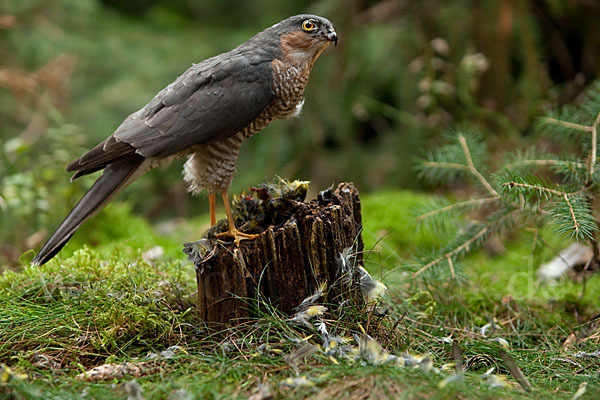 Sperber (Accipiter nisus)