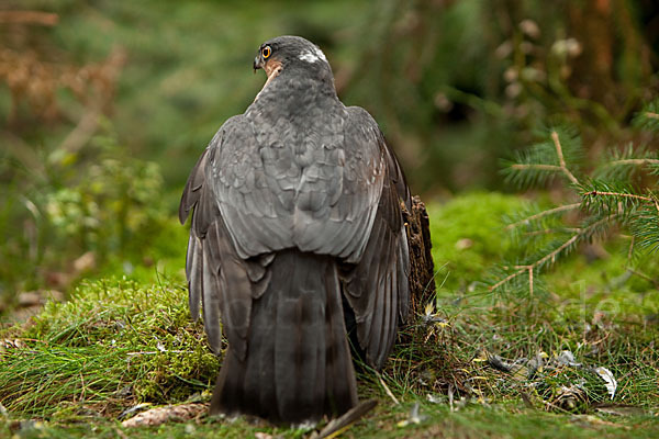 Sperber (Accipiter nisus)