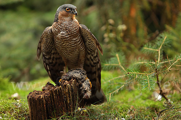 Sperber (Accipiter nisus)