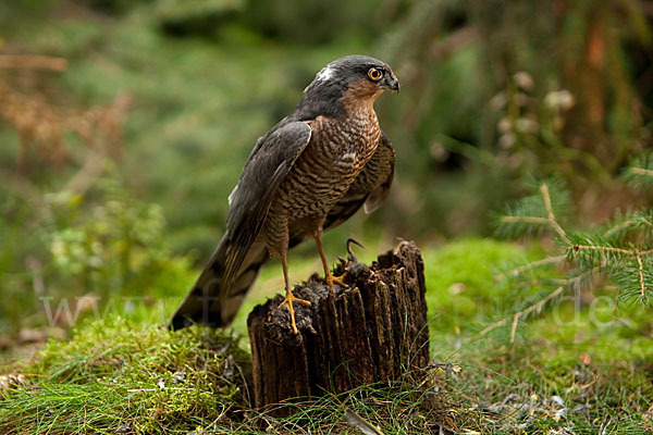 Sperber (Accipiter nisus)