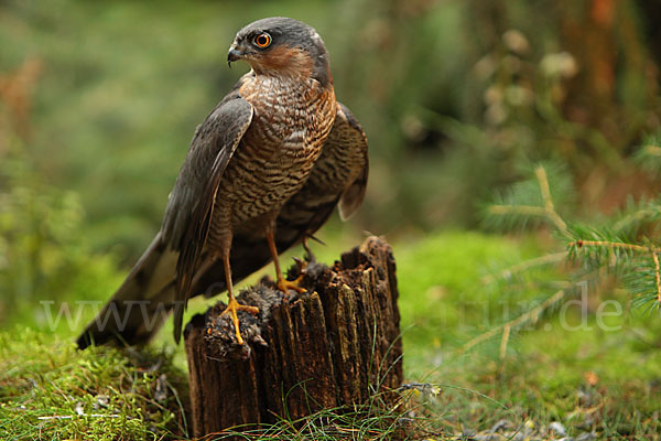 Sperber (Accipiter nisus)