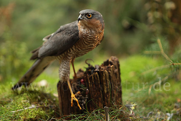 Sperber (Accipiter nisus)