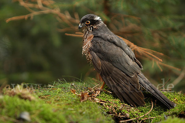 Sperber (Accipiter nisus)