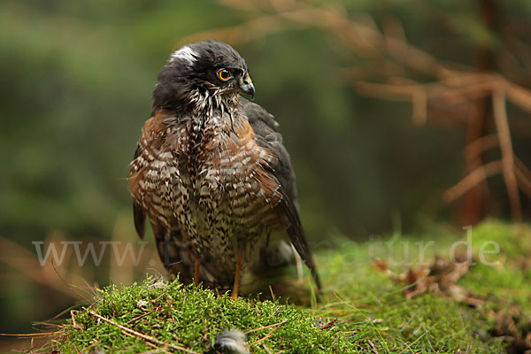 Sperber (Accipiter nisus)