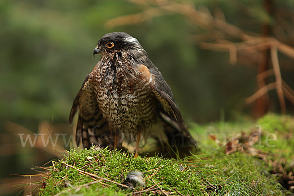 Sperber (Accipiter nisus)