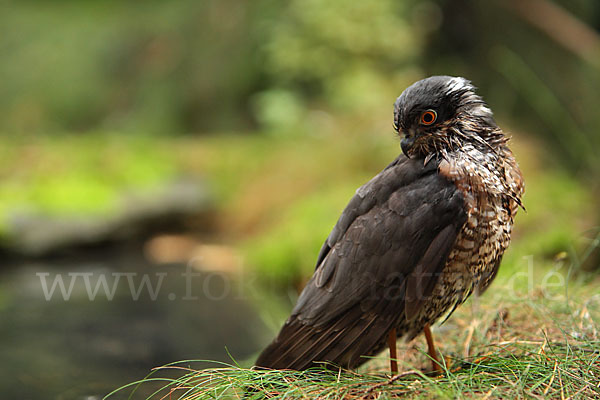 Sperber (Accipiter nisus)