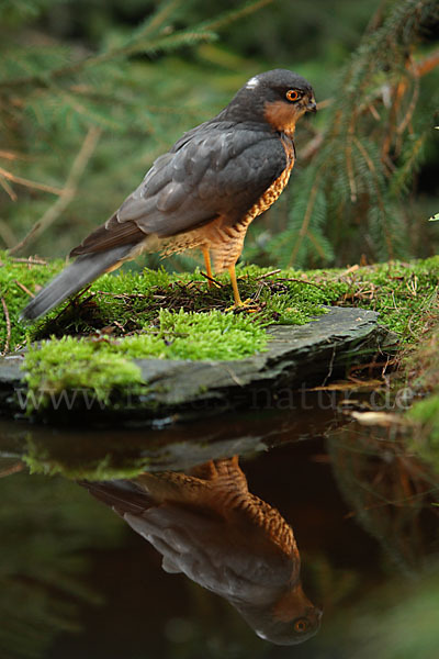 Sperber (Accipiter nisus)