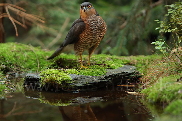 Sperber (Accipiter nisus)