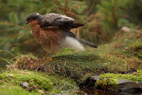 Sperber (Accipiter nisus)