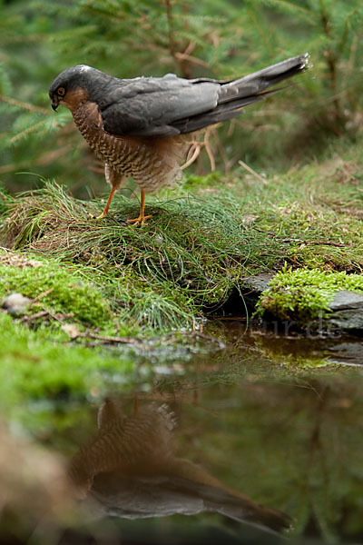 Sperber (Accipiter nisus)