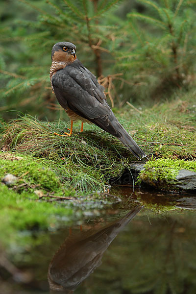 Sperber (Accipiter nisus)