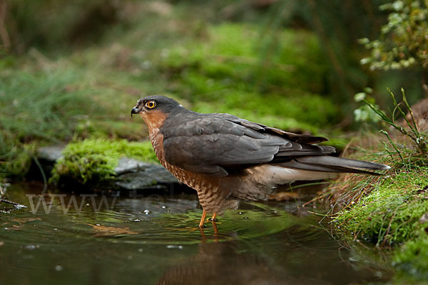 Sperber (Accipiter nisus)