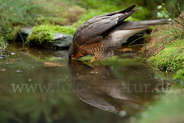 Sperber (Accipiter nisus)