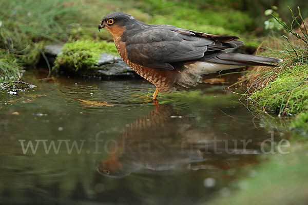 Sperber (Accipiter nisus)