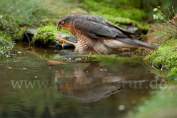 Sperber (Accipiter nisus)