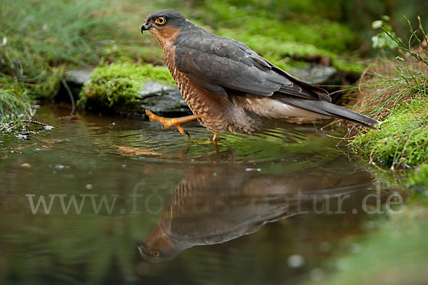 Sperber (Accipiter nisus)