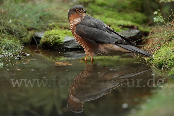 Sperber (Accipiter nisus)