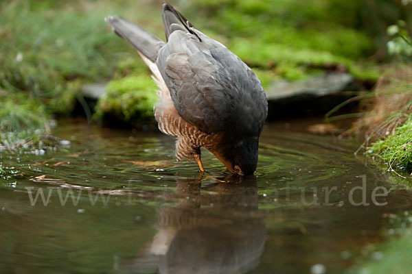 Sperber (Accipiter nisus)