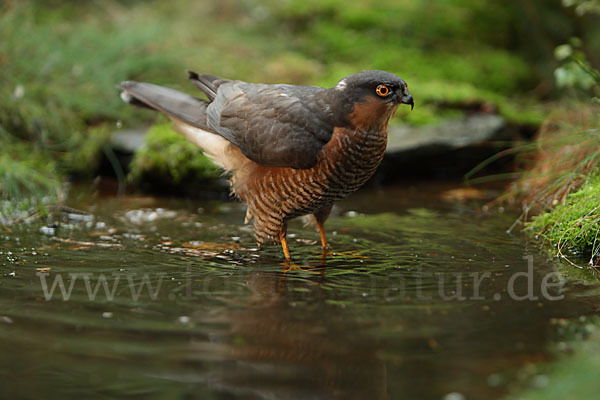 Sperber (Accipiter nisus)