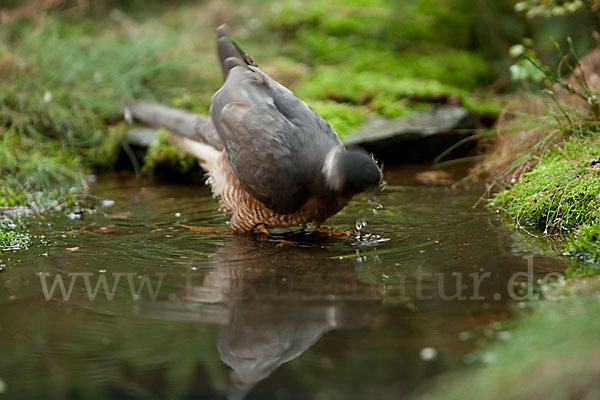 Sperber (Accipiter nisus)