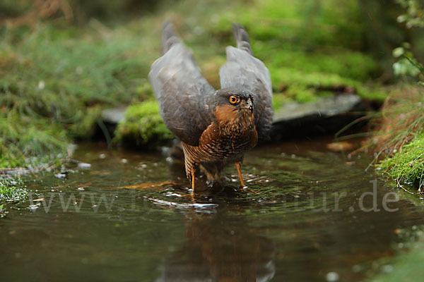 Sperber (Accipiter nisus)