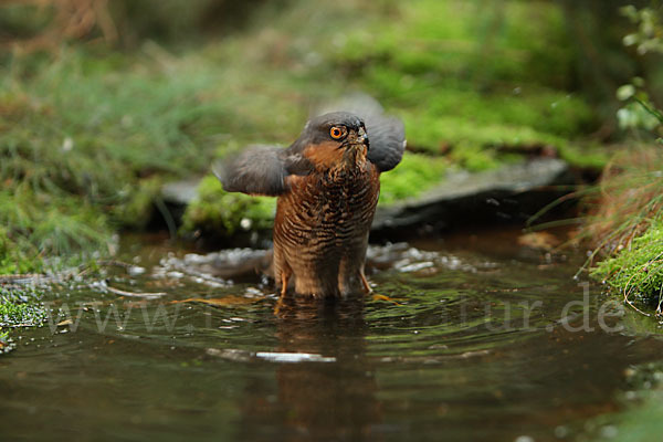 Sperber (Accipiter nisus)