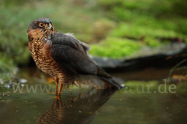 Sperber (Accipiter nisus)