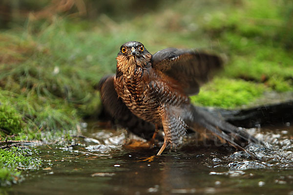 Sperber (Accipiter nisus)