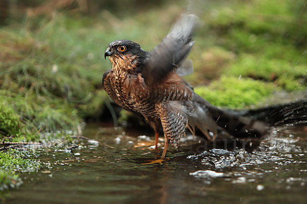 Sperber (Accipiter nisus)