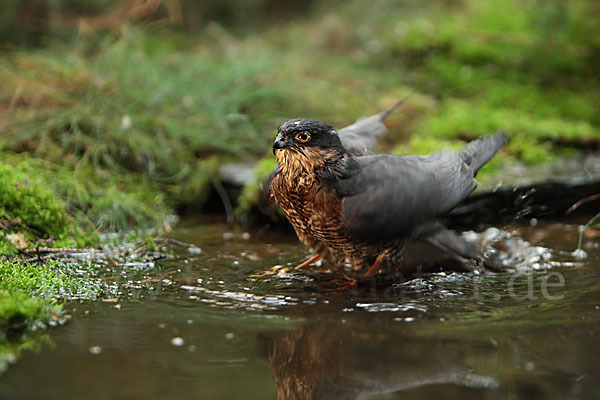 Sperber (Accipiter nisus)