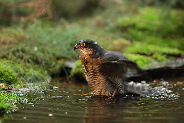 Sperber (Accipiter nisus)