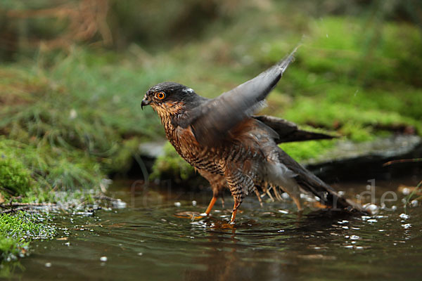 Sperber (Accipiter nisus)