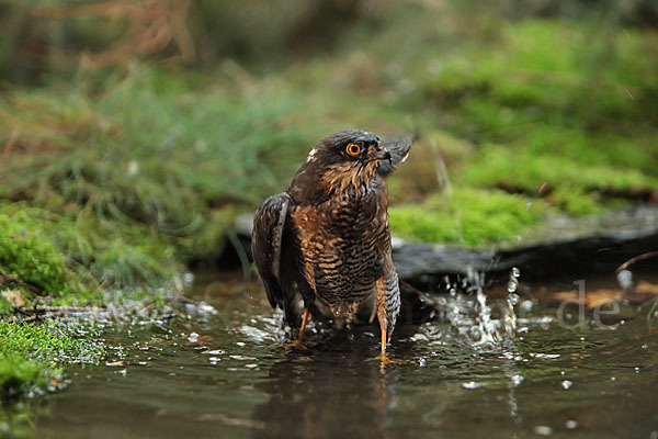 Sperber (Accipiter nisus)