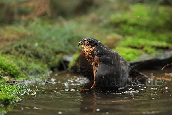 Sperber (Accipiter nisus)