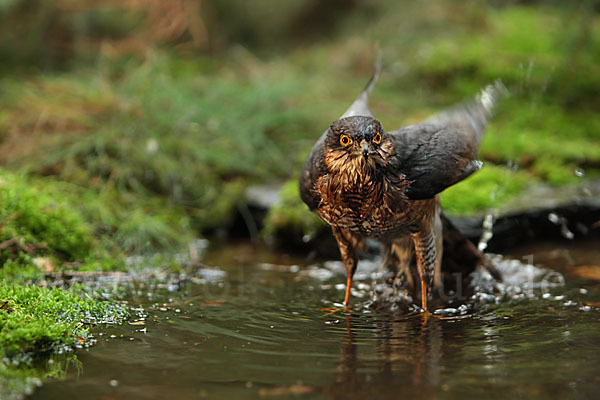 Sperber (Accipiter nisus)