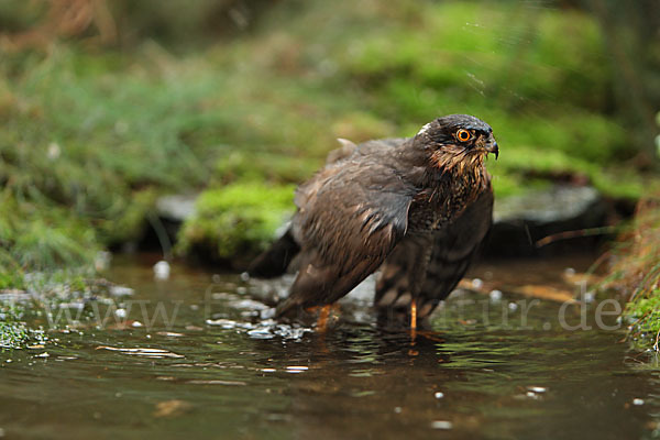 Sperber (Accipiter nisus)