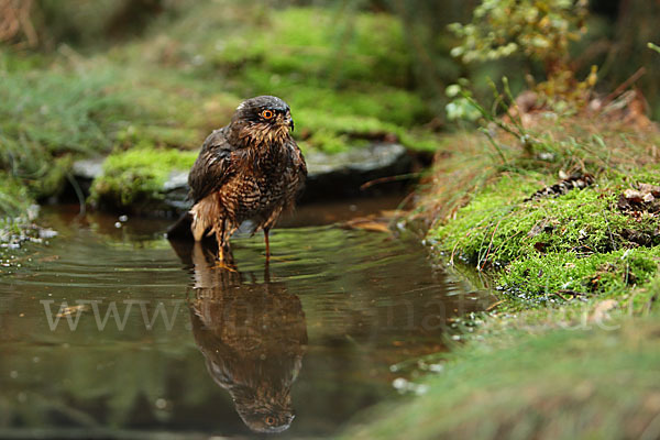 Sperber (Accipiter nisus)