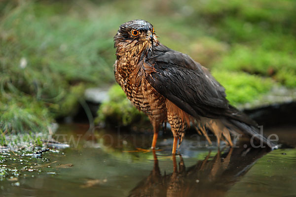 Sperber (Accipiter nisus)