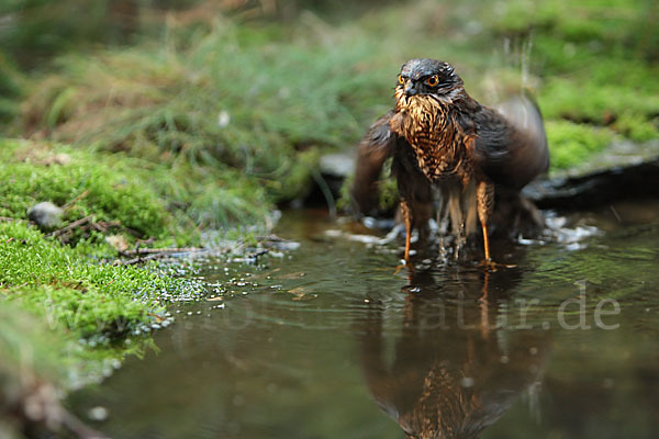 Sperber (Accipiter nisus)