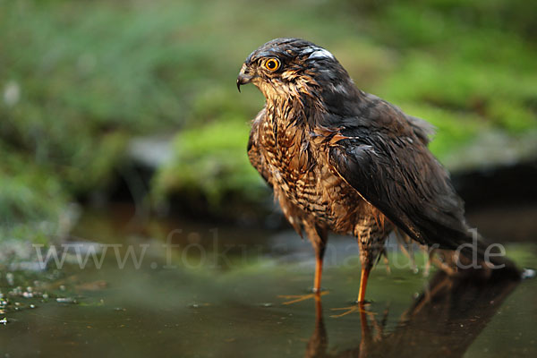 Sperber (Accipiter nisus)