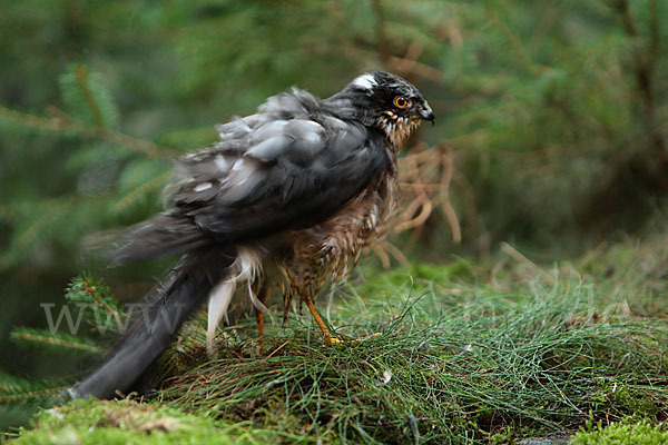 Sperber (Accipiter nisus)