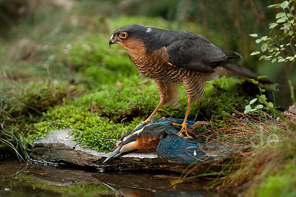 Sperber (Accipiter nisus)