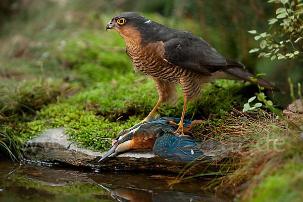 Sperber (Accipiter nisus)