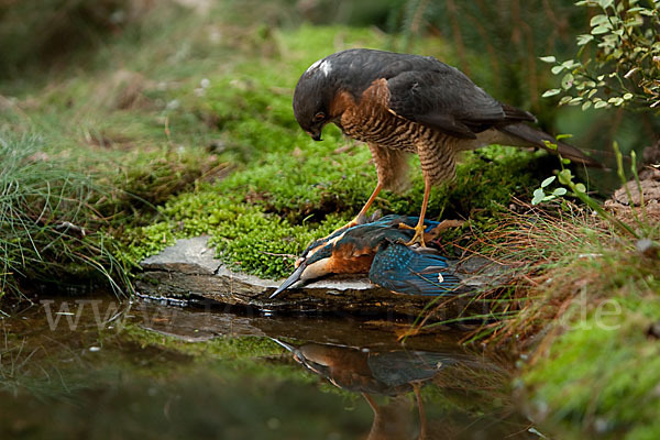 Sperber (Accipiter nisus)