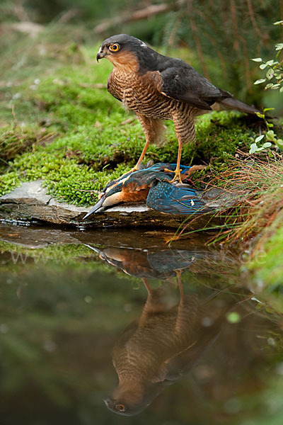 Sperber (Accipiter nisus)