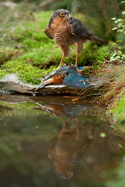 Sperber (Accipiter nisus)