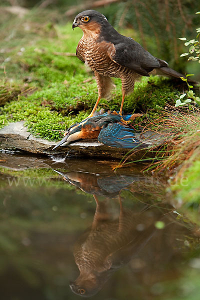 Sperber (Accipiter nisus)