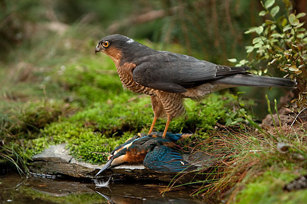 Sperber (Accipiter nisus)